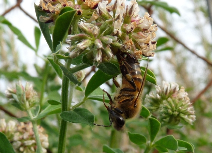 Maschio di Vespula germanica e piccolo Synema globosum